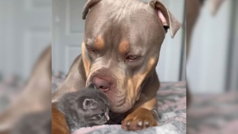 Giant XL Bully In Texas Becomes A Midwife To A Mama Cat And The Perfect Nanny To Her Kittens