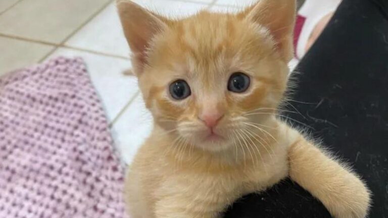 Indiana Cleaner Left In Shock After Discovering What Was In A Laundry Basket In The Basement
