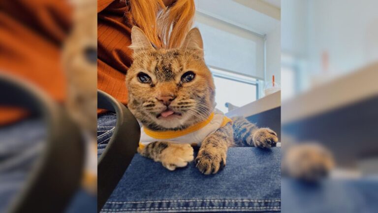 NY Girl Moves Heaven And Earth To Help Cat With Rare Condition, Watch The Heartwarming Result