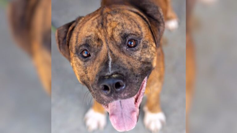 Known As The Happiest Dog At Georgia Shelter, This Sweet Soul Is About To Face A Terrible Fate