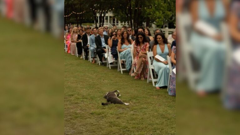 North Carolina Wedding Goes Sideways When Uninvited Furry Guest Crashes The Aisle