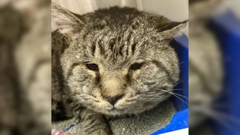 NY Woman Stumbles Upon A Photo Of Shelter Cat With Big Cheeks And Turns His World Around