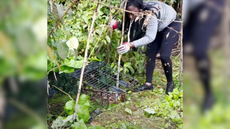 Woman Stumbles Upon Something Strange In Philadelphia Woods And Can’t Believe Her Eyes