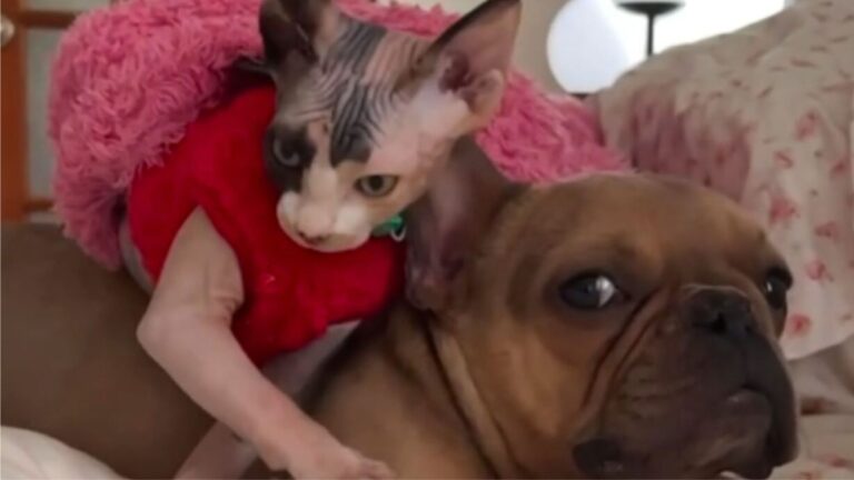Heartbroken French Bulldog In Los Angeles Begins Healing Thanks To A Sphynx Cat