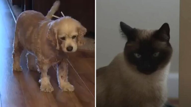 Heroic Cat In Idaho Puts Herself In Danger To Save A Dog Brother From Brutal Attack