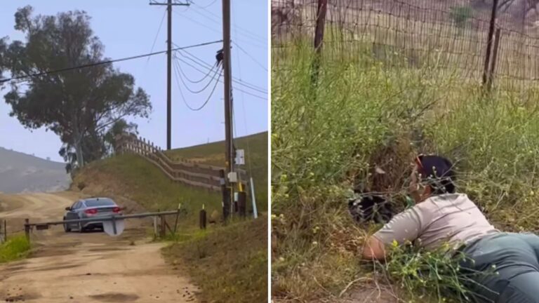 Hiker Watches In Shock As Cat Is Thrown From Moving Car Into The Bushes In California