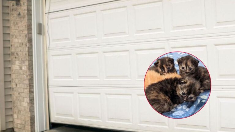 Michigan Homeowner Opens Garage Door Only To Find A Little Furry Surprise On The Floor