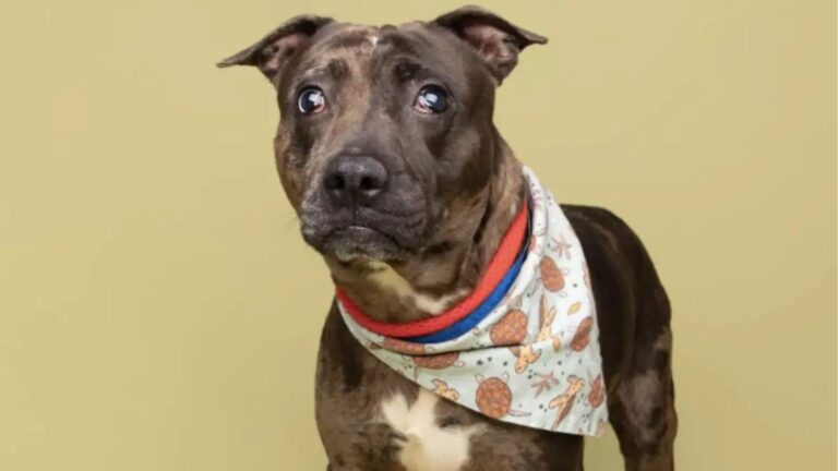 Odd-Looking And Blind, Sweet Pup Left At Greenville Shelter Hopes Someone Will Love Him Anyway
