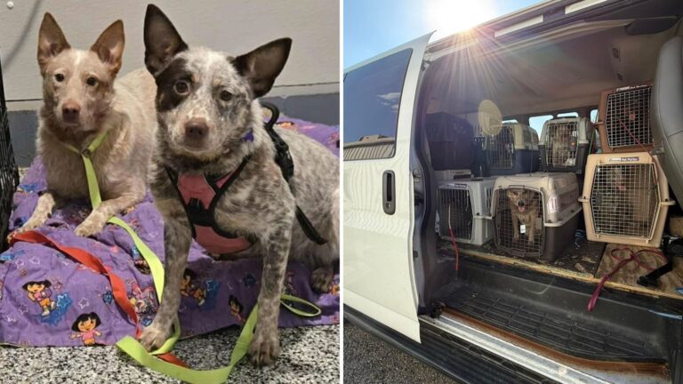 Disturbing Hoarding Case In Wisconsin Leads To Record-Breaking Animal Rescue