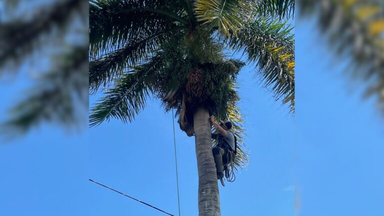 Florida Homeowner Lifts A Palm Frond Fallen During A Storm And Freezes In Shock