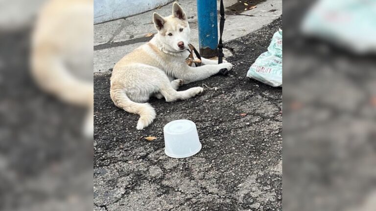 Tied Up And Terrified, Puppy Spends Days On California Street, Waiting For Someone To Care