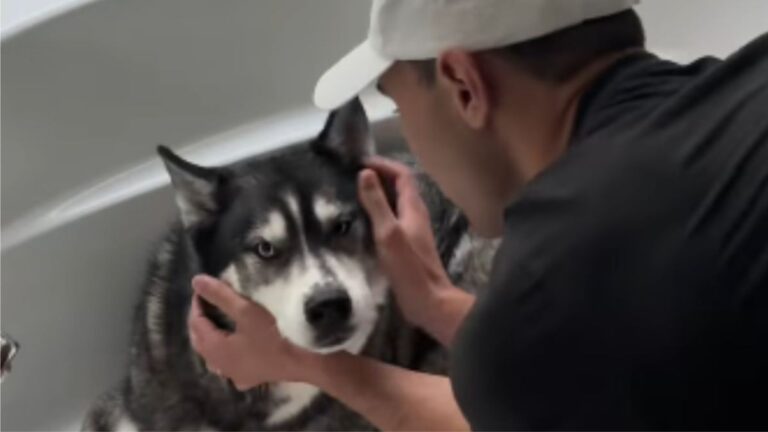 Florida Husky Terrified Of Storm Ends Up In The Last Place Anyone Thought