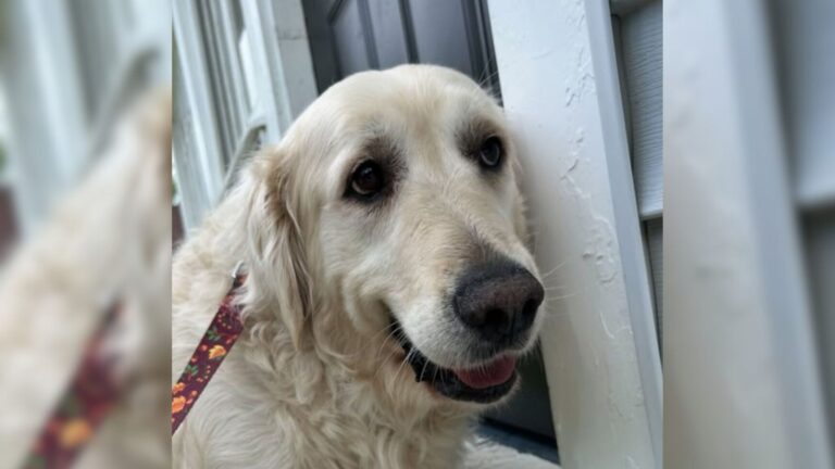 Indiana Dog Haunted By Past Finally Gets The Support He Needs From The Most Unlikely Friend