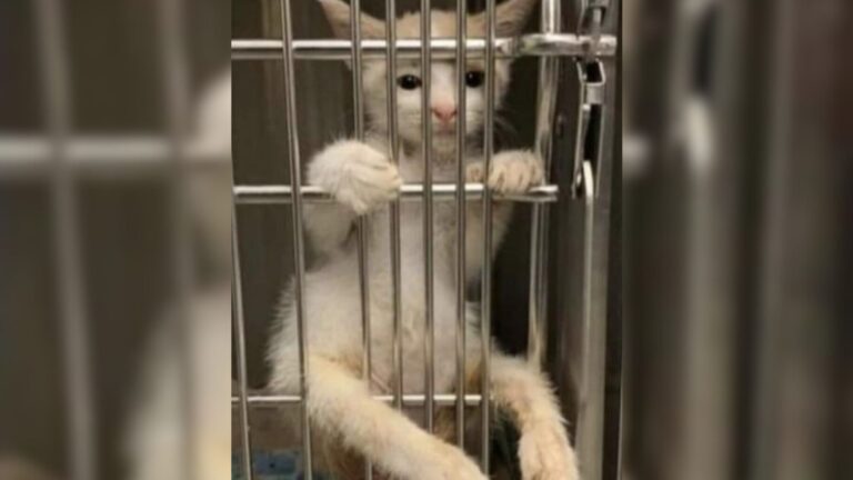 Paralyzed Kitten Climbs Kennel Door In Florida Shelter Begging For Just One Moment Of Love