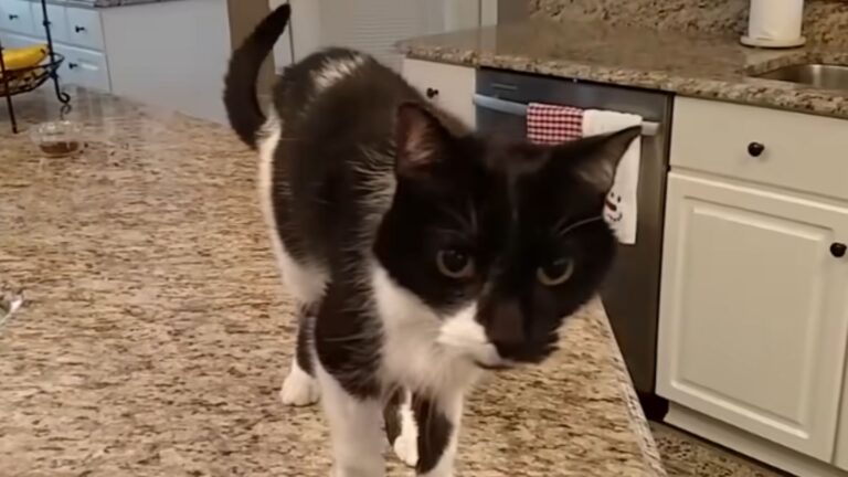 This Michigan Cat Has A Shockingly Deep Meow And People Can’t Stop Talking About It