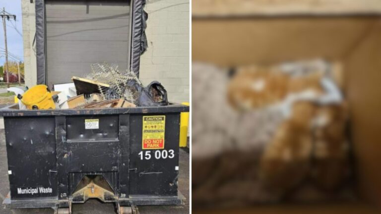 Pennsylvania Janitor Checks ‘Free Clothes’ Box And Freezes At The Heart-Stopping Sight Inside