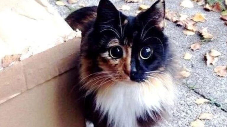 Blind Cat Wandered Colorado Streets But Watch What Happened When She Finally Got Rescued