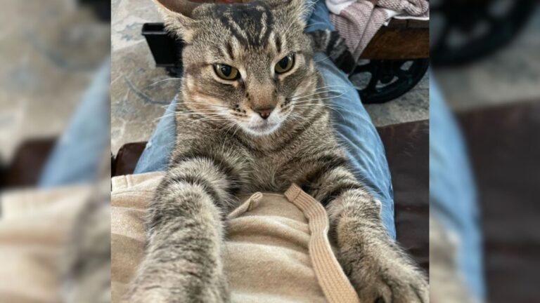 Ohio Car Shop Owner Finds Stray Cat In Junkyard And Doesn’t Expect What Happens Next