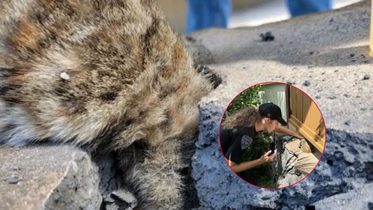 Hawaii Couple Goes Out To Feed Strays And Finds Something Heartbreaking