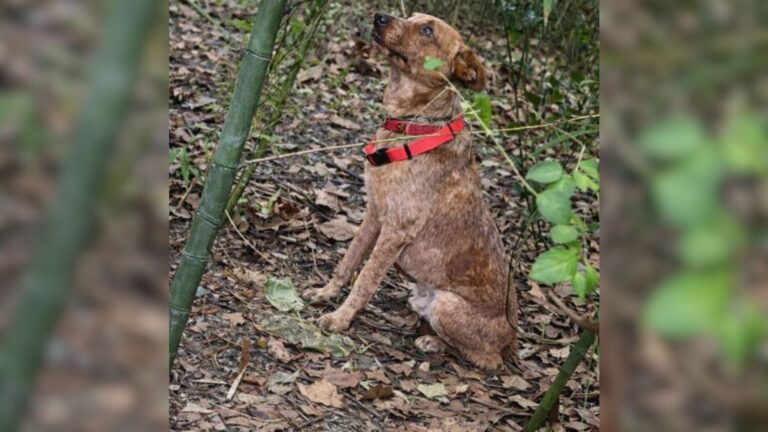 Kids Follow Strange Sounds In Louisiana Woods And Find This Precious Soul Chained And Hurt