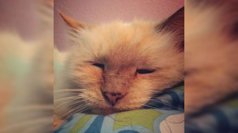 Abandoned At 17, This Texas Cat Thought Everything Was Over Until Kind Hands Reached For Her