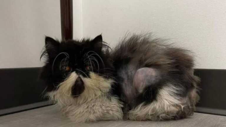 Kind Woman Finds Abandoned Cat Outside Houston Hotel And Changes His Life Overnight