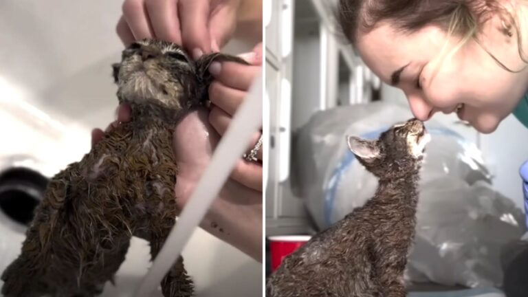 California Shelter Team Moved To Tears As Tiny Kitten Arrives Soaked In Paint From Head To Tail