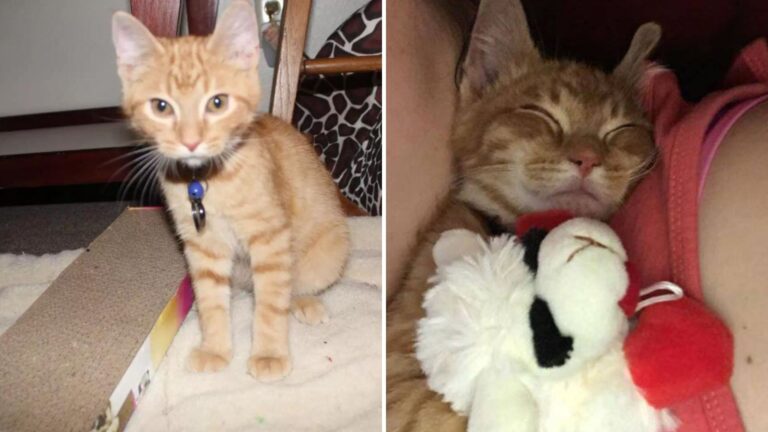 Wisconsin Couple Adopts Kitten Who Wouldn’t Stop Crying Until They Realized What He Was Missing