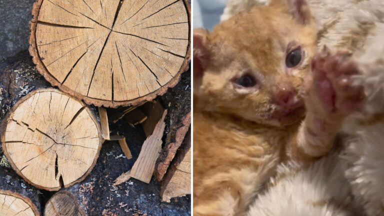 Tiny Kitten Takes Shelter In Woodpile In South Carolina, Then Something Awful Happens