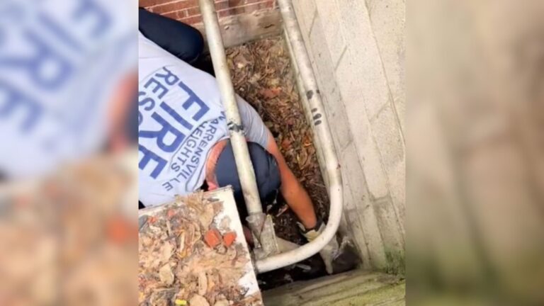 Ohio Firefighters Save Tiny Kitten From Storm Drain, You Won’t Believe What Happens Next
