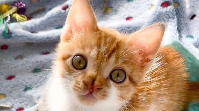 Tiny Kitten Gets Thrown Out Of Nebraska Restaurant, Then His Luck Takes A Life-Changing Turn