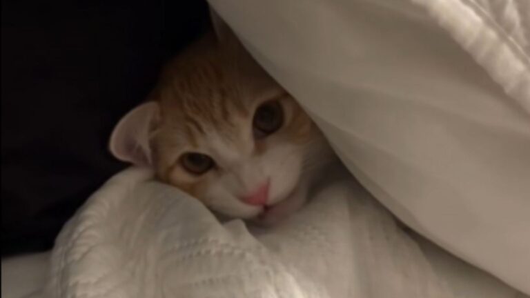 Arizona Kitten Throws A Full-Blown Tantrum Every Time Her Owner Leaves For Work