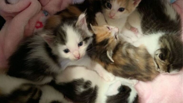 These Four Tiny Souls Were Abandoned In Parking Lot In North Carolina With Only Hope Left