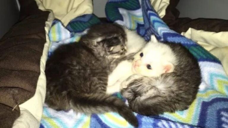 Florida Rescuer Moved To Tears As Tiny Kittens Snuggle Their Shivering Sister To Keep Her Warm