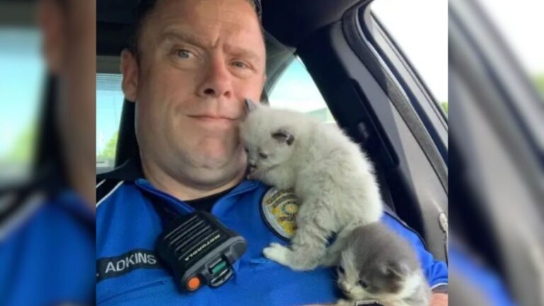 Two Tiny Kittens Squeezed In Car Bumper Get Miraculous Rescue From Texas Cops