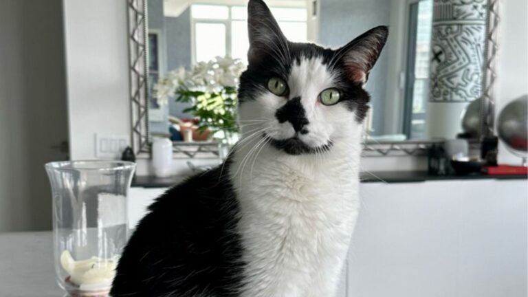 Ohio Cat Hears “Who’s A Good Boy?” And Responds In The Funniest Way Possible