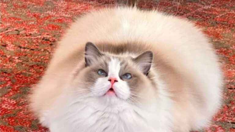 You Won’t Believe How This LA Cat Tricks Her Mom’s Boyfriend