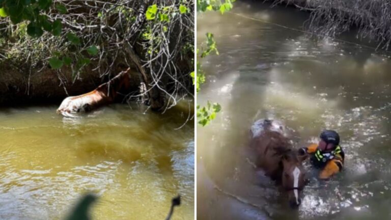 Time Was Running Out For This Blind Horse Stuck In Colorado Canal, Then A Miracle Arrived