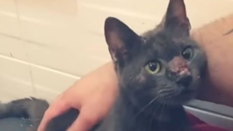 Desperate Cat Begs For Mercy On Texas Street, Only to Be Heartlessly Rejected And Shooed Away