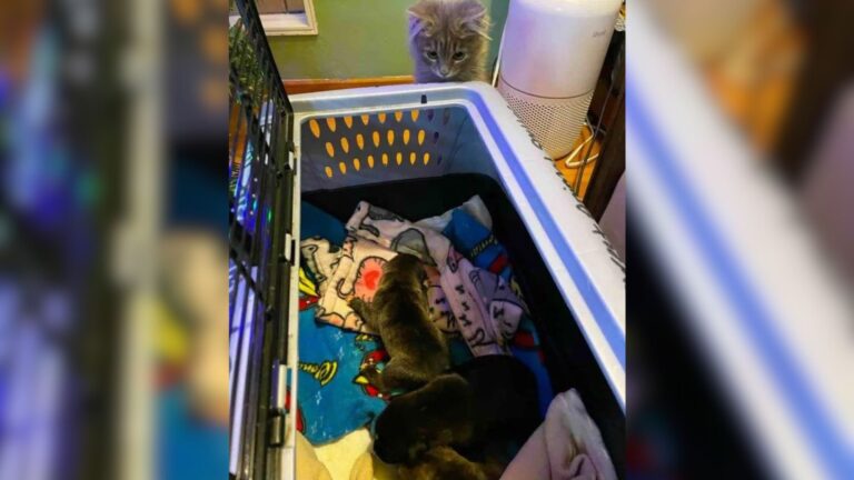 Orphaned Kitten In California Meets Foster Puppies And The Bond That Follows Will Melt You