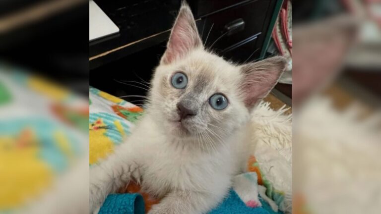 Indiana Shelter Kitten Labeled ‘Immediate’ Meets A Kind Woman Who Makes Her Dreams Come True