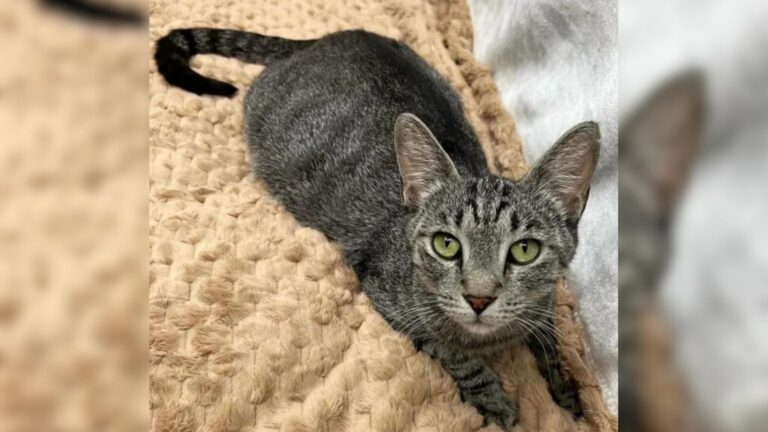 Abandoned Crate Outside Las Vegas Rescue Hides A Tiny Frightened Tabby And A Heartbreaking Note
