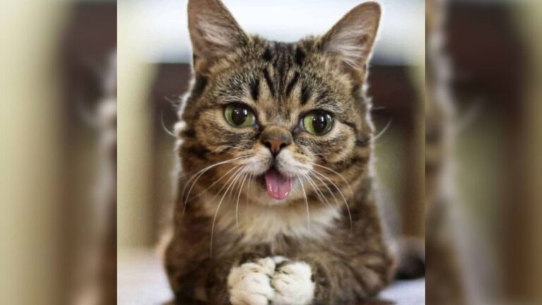 Man Finds Unusual Cat In Tool Shed In Indiana And She Turns Out To Be Extraordinarily Special