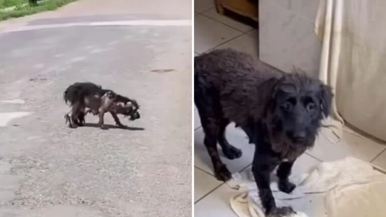 Texas Rescuers Break Down After Finding A Mama Dog Desperately Searching For Her Puppies
