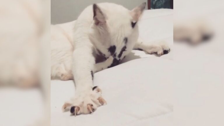 Florida Woman Pulls Kitten From Construction Site And Can’t Believe How She Looks