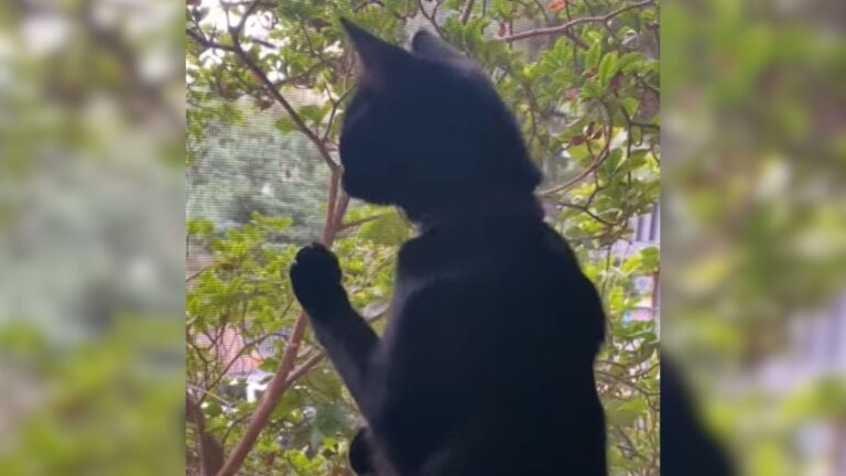 Montana Woman Witnesses A Miracle As Her Blind Cat Suddenly Regains Her Sight