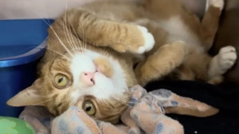 New Jersey Shelter Cat Pulls Off A Clever Trick That Leads Him Straight To A Forever Home