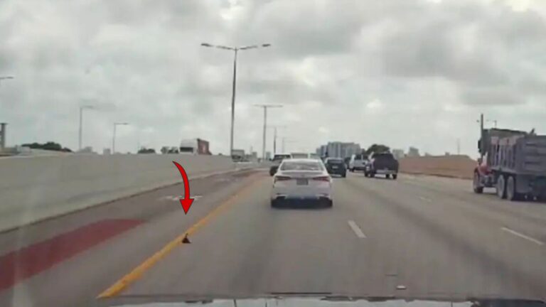 Florida Driver Pulls Over For A Tiny ‘Speck’ On Highway And Finds A Precious Life In Danger