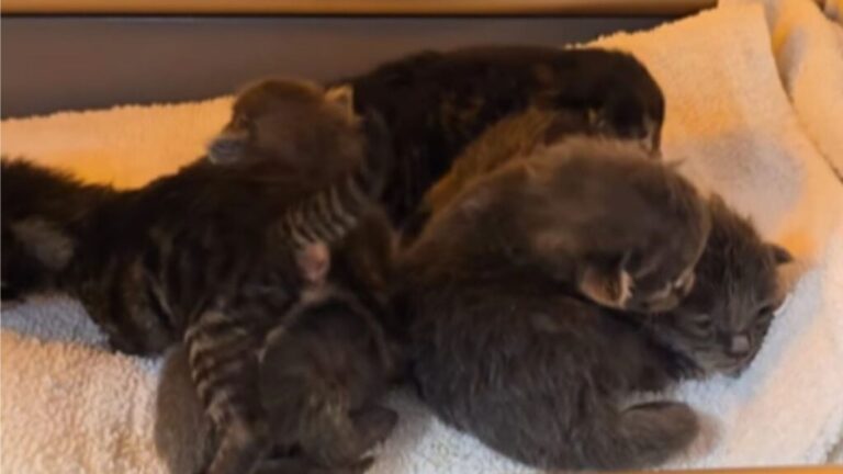 Camera Captures Cruel Moment As Mama Cat And Her Babies Are Dumped Outside Store In California