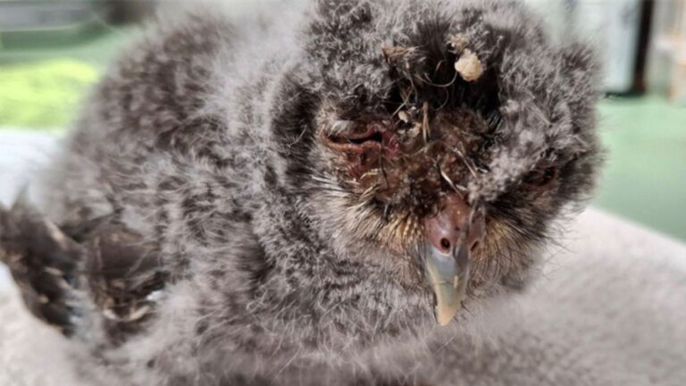 Pennsylvania Man Noticed A Small Lump Moving By The Roadside So He Went To Investigate